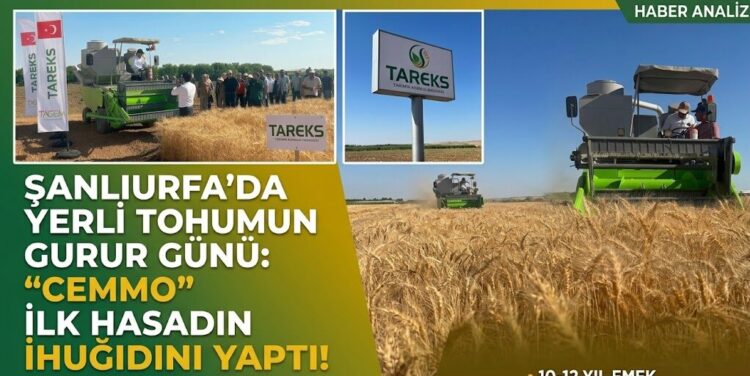 ŞANLIURFA’DA YERLİ TOHUMUN GURUR GÜNÜ: “CEMMO” BUĞDAYI İLK HASADINI YAPTI!